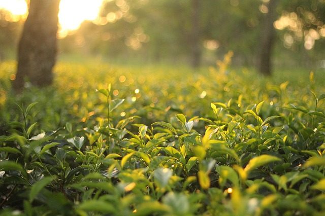 茶葉
