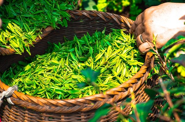 茶葉